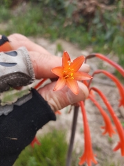 Cyrtanthus angustifolius