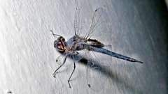 Tramea binotata