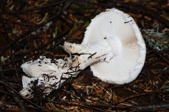 Amanita smithiana