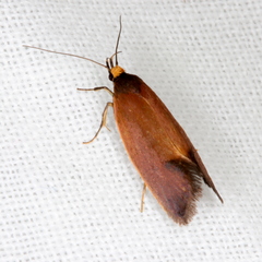 Delexocha ochrocausta