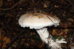 Amanita smithiana