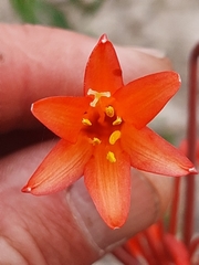 Cyrtanthus angustifolius