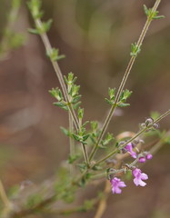 Prostanthera hirtula