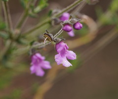 Prostanthera hirtula