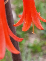 Cyrtanthus angustifolius