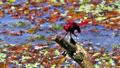 Erythemis mithroides