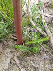 Cyrtanthus angustifolius