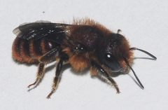 Osmia ferruginea