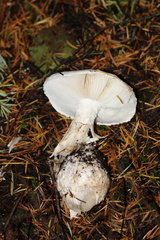 Amanita smithiana