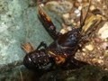 Euastacus hystricosus