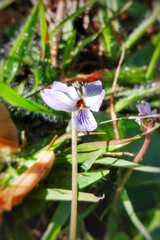 Viola hookeriana