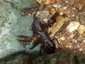 Euastacus hystricosus