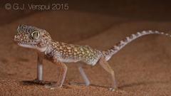 Stenodactylus doriae