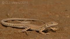 Mesalina adramitana