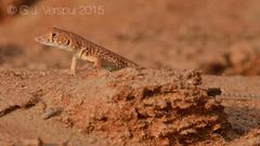 Acanthodactylus schmidti