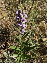 Angelonia integerrima