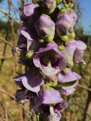 Angelonia integerrima