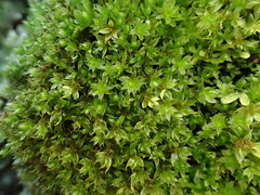 Ptychostomum moravicum