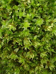 Ptychostomum moravicum