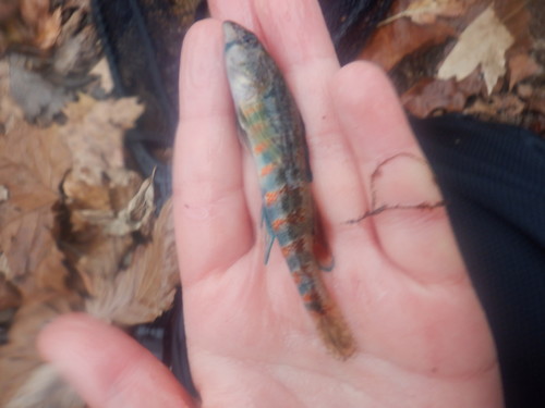 Redband Darter