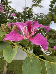 Bauhinia × blakeana