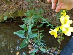 Aureolaria grandiflora