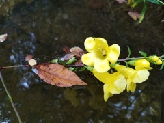 Aureolaria grandiflora