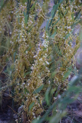 Cuscuta nitida