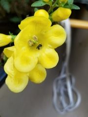 Aureolaria grandiflora