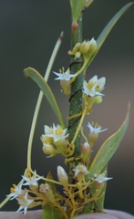Cuscuta nitida
