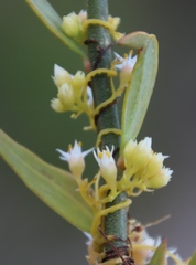 Cuscuta nitida
