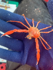 Chorilia longipes