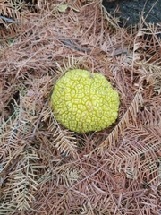 Maclura pomifera