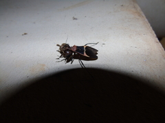 Zelurus circumcinctus