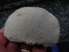 Daedaleopsis confragosa