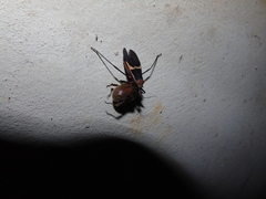 Zelurus circumcinctus