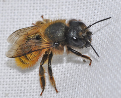 Osmia tricornis