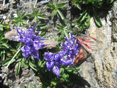 Phyteuma globulariifolium