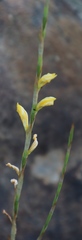 Hexaglottis