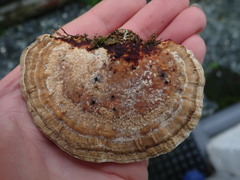 Daedaleopsis confragosa