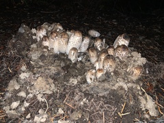 Coprinus comatus parvus
