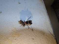 Zelurus circumcinctus