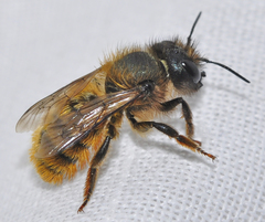 Osmia tricornis