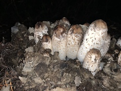 Coprinus comatus parvus