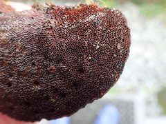 Daedaleopsis confragosa