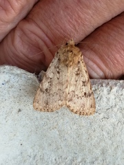 Amphipyra effusa