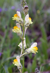 Linaria macroura