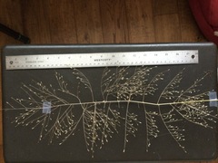 Eragrostis elliottii