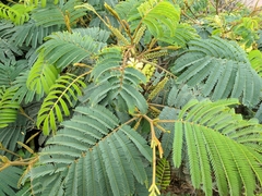 Paraserianthes