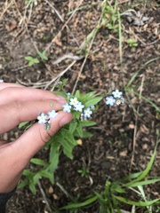 Myosotis semiamplexicaulis